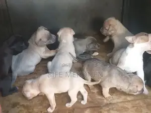 1-3 months Male Purebred American Pit Bull Terrier