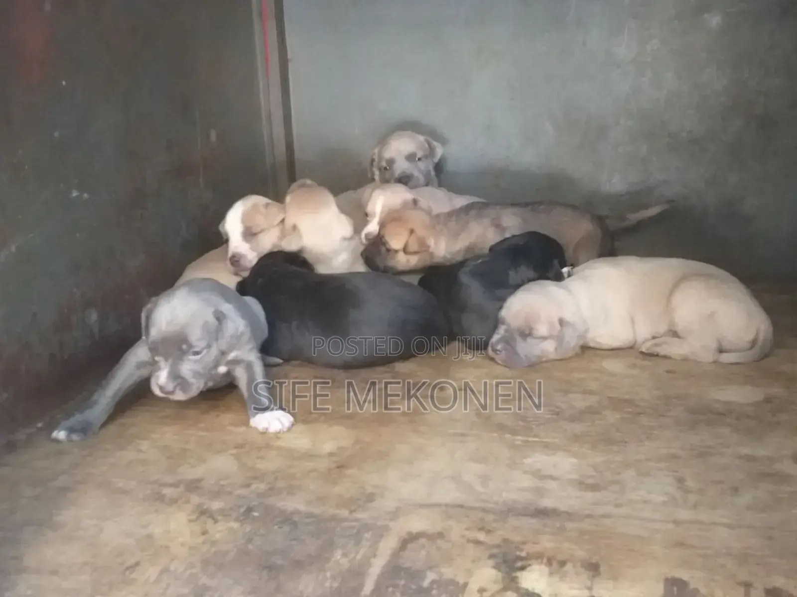1-3 months Male Purebred American Pit Bull Terrier