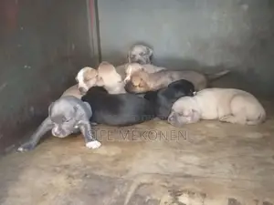 1-3 months Male Purebred American Pit Bull Terrier
