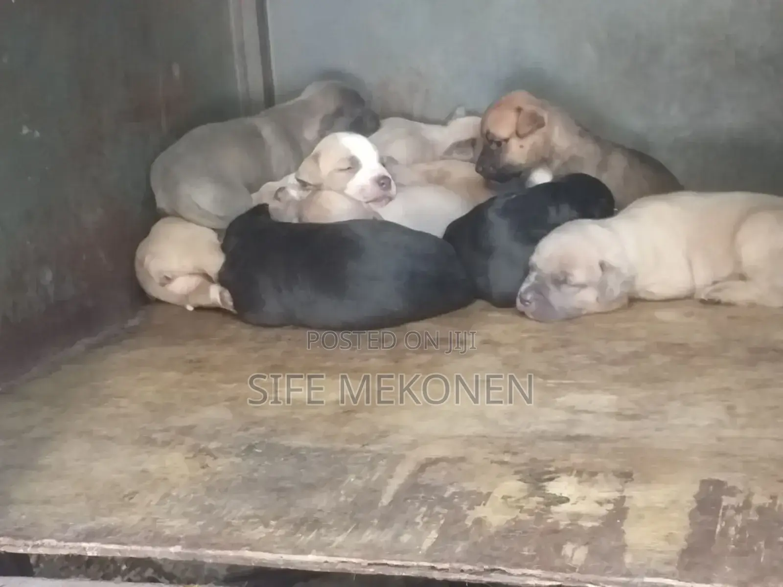 1-3 months Male Purebred American Pit Bull Terrier