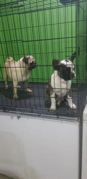 1-3 months Male Purebred Pug