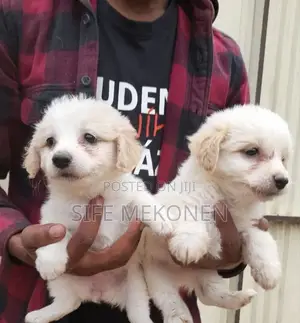1-3 months Male Purebred Maltese