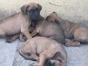 1-3 months Male Purebred Bullmastiff