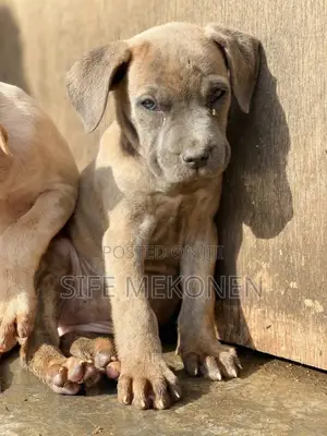1-3 months Male Purebred Bullmastiff