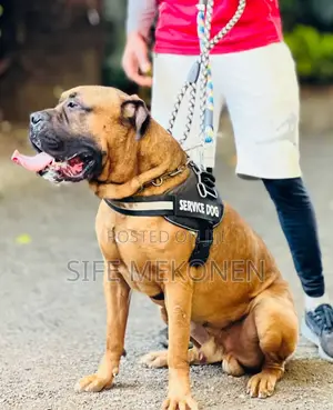 1-3 months Male Purebred Bullmastiff