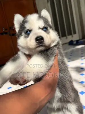 1-3 months Male Purebred Siberian Husky
