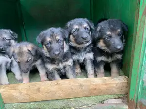 1-3 months Male Purebred German Shepherd