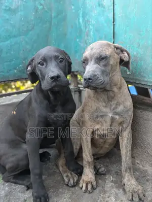1-3 months Male Purebred Bullmastiff
