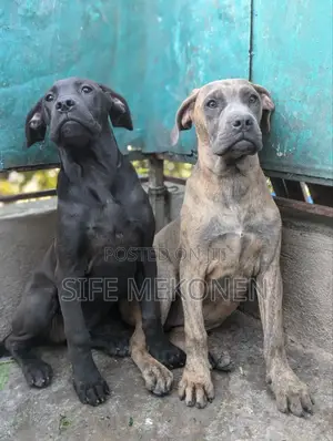 1-3 months Male Purebred Bullmastiff