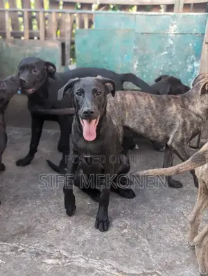1-3 months Female Purebred American Pit Bull Terrier