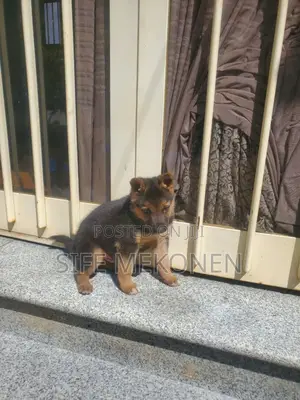 1-3 months Male Purebred German Shepherd