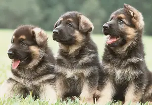 1-3 months Male Purebred German Shepherd