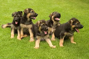 1-3 months Male Purebred German Shepherd