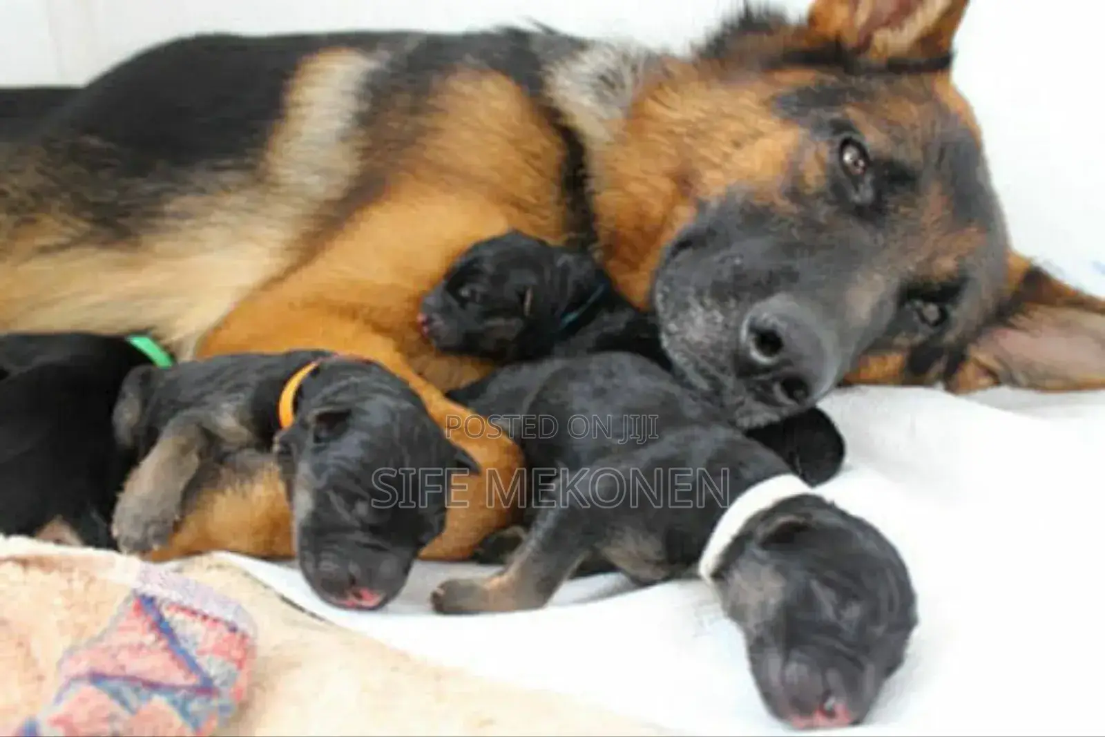 1-3 months Male Purebred German Shepherd