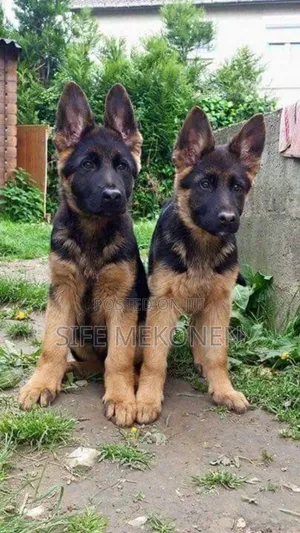 1-3 months Male Purebred German Shepherd