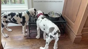 1-3 months Male Purebred Great Dane