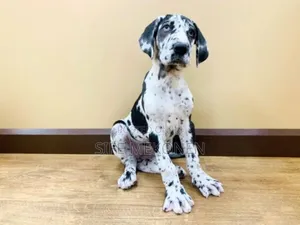 1-3 months Male Purebred Great Dane