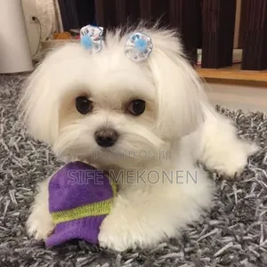 1-3 months Male Purebred Maltese