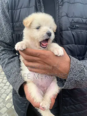 1-3 months Male Purebred Maltese