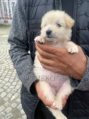1-3 months Male Purebred Maltese