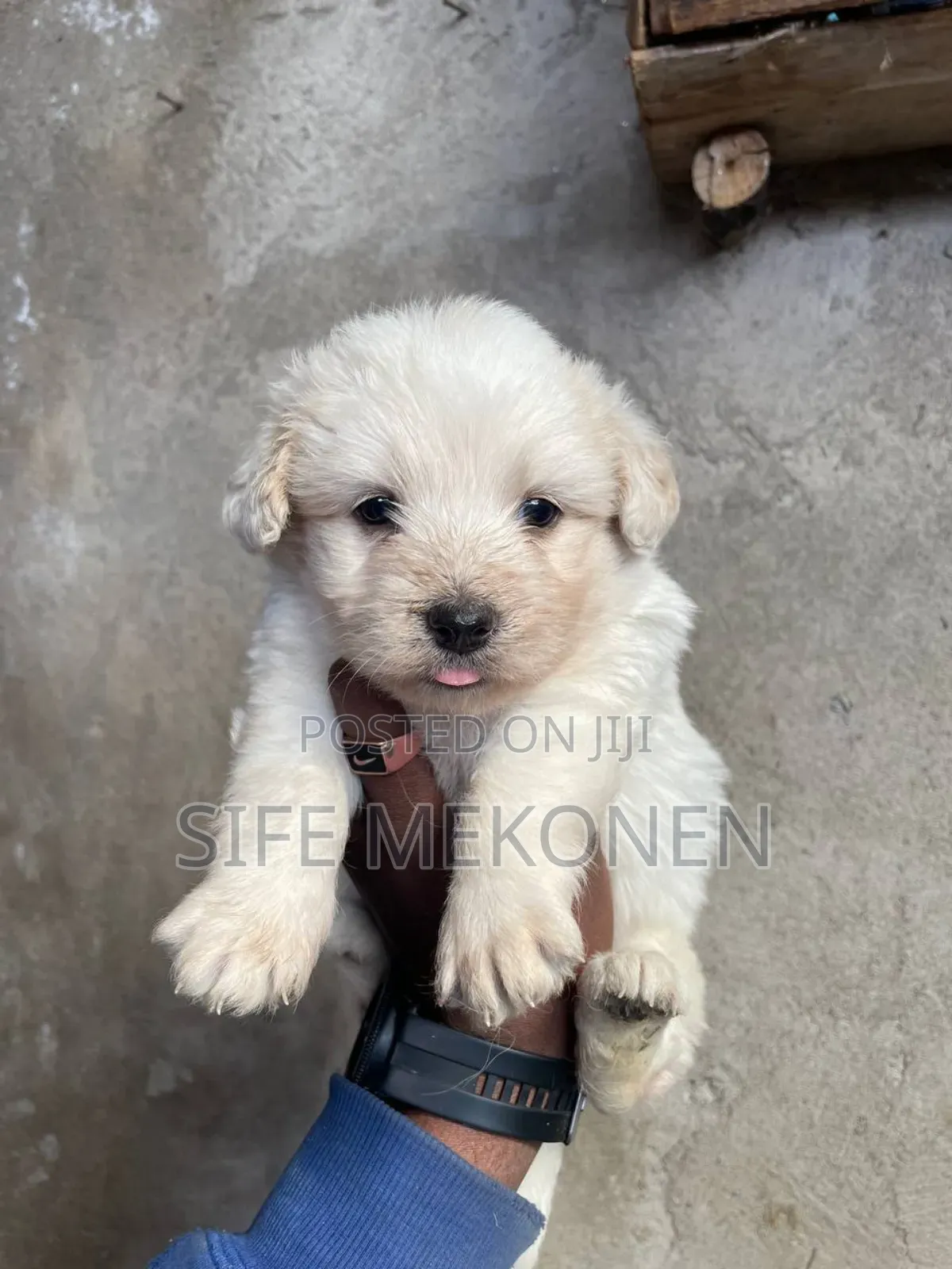 1-3 months Male Purebred Maltese