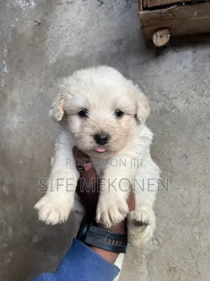 1-3 months Male Purebred Maltese