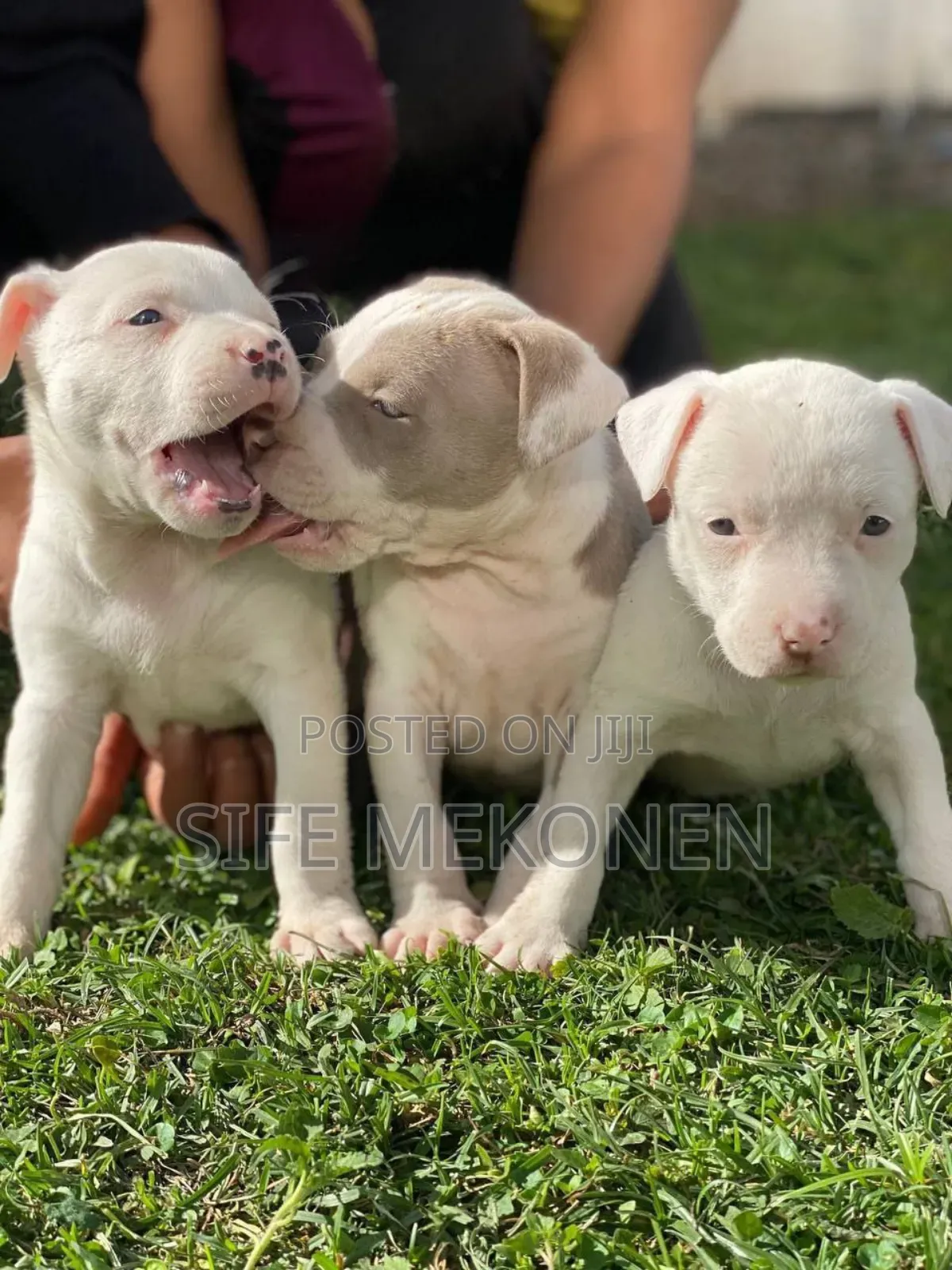 1-3 months Male Purebred American Pit Bull Terrier