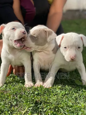 1-3 months Male Purebred American Pit Bull Terrier