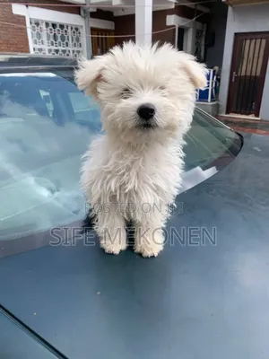1-3 months Male Purebred Maltese
