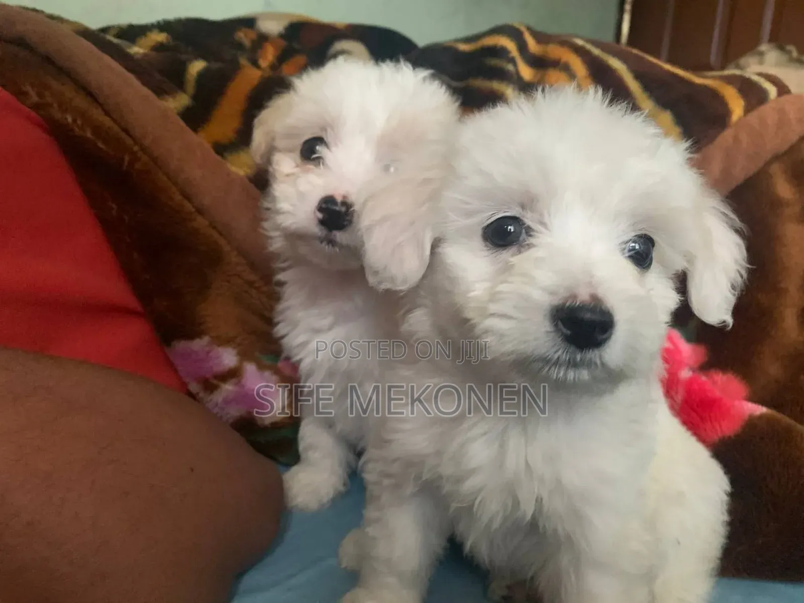 1-3 months Male Purebred Maltese