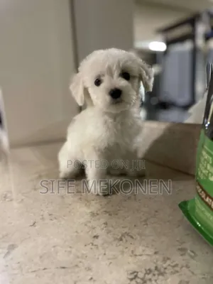 1-3 months Male Purebred Maltese