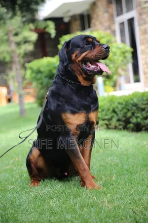 1-3 months Male Purebred Rottweiler