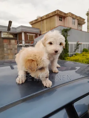 1-3 months Male Purebred Maltese