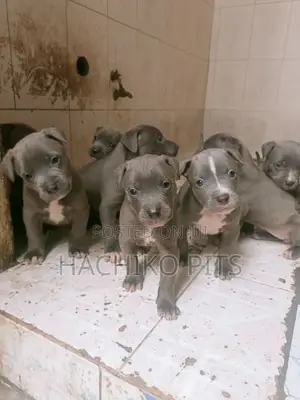 1-3 months Male Purebred American Pit Bull Terrier