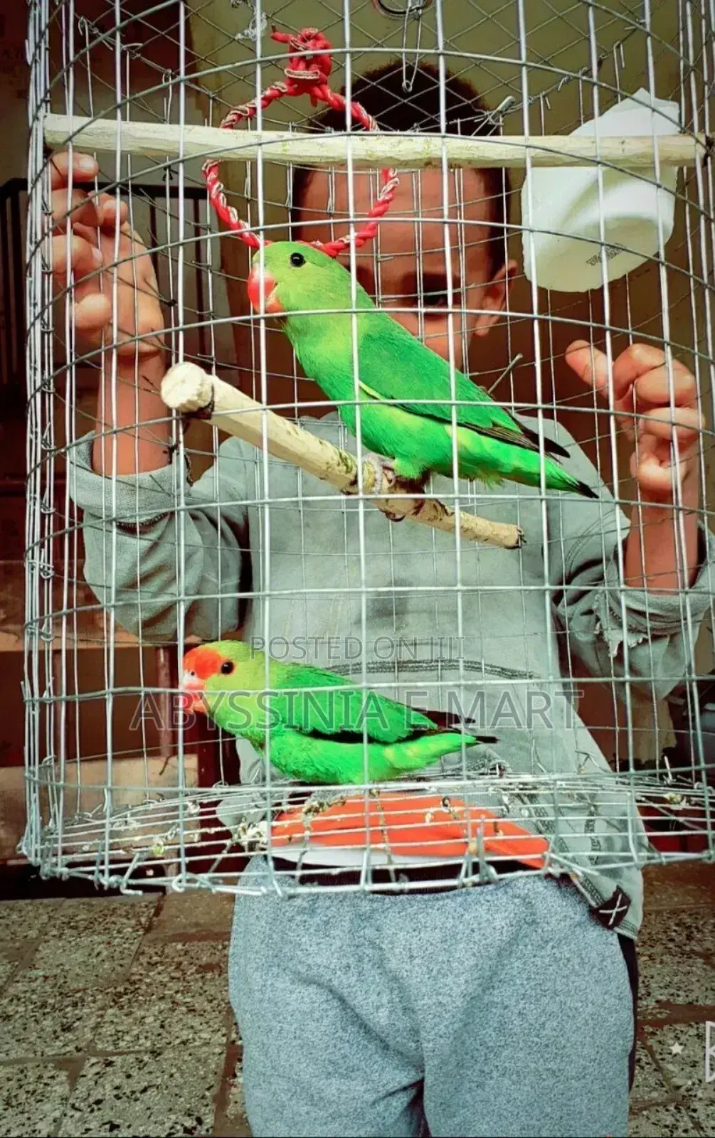 Abbysinian Parrots