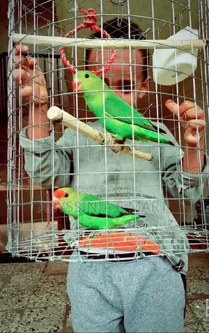 Abbysinian Parrots