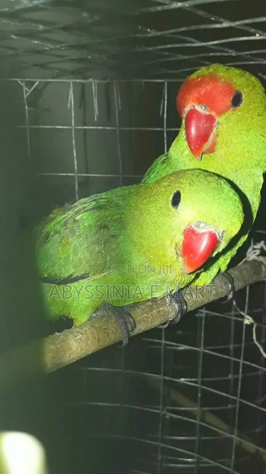 Abbysinian Parrots