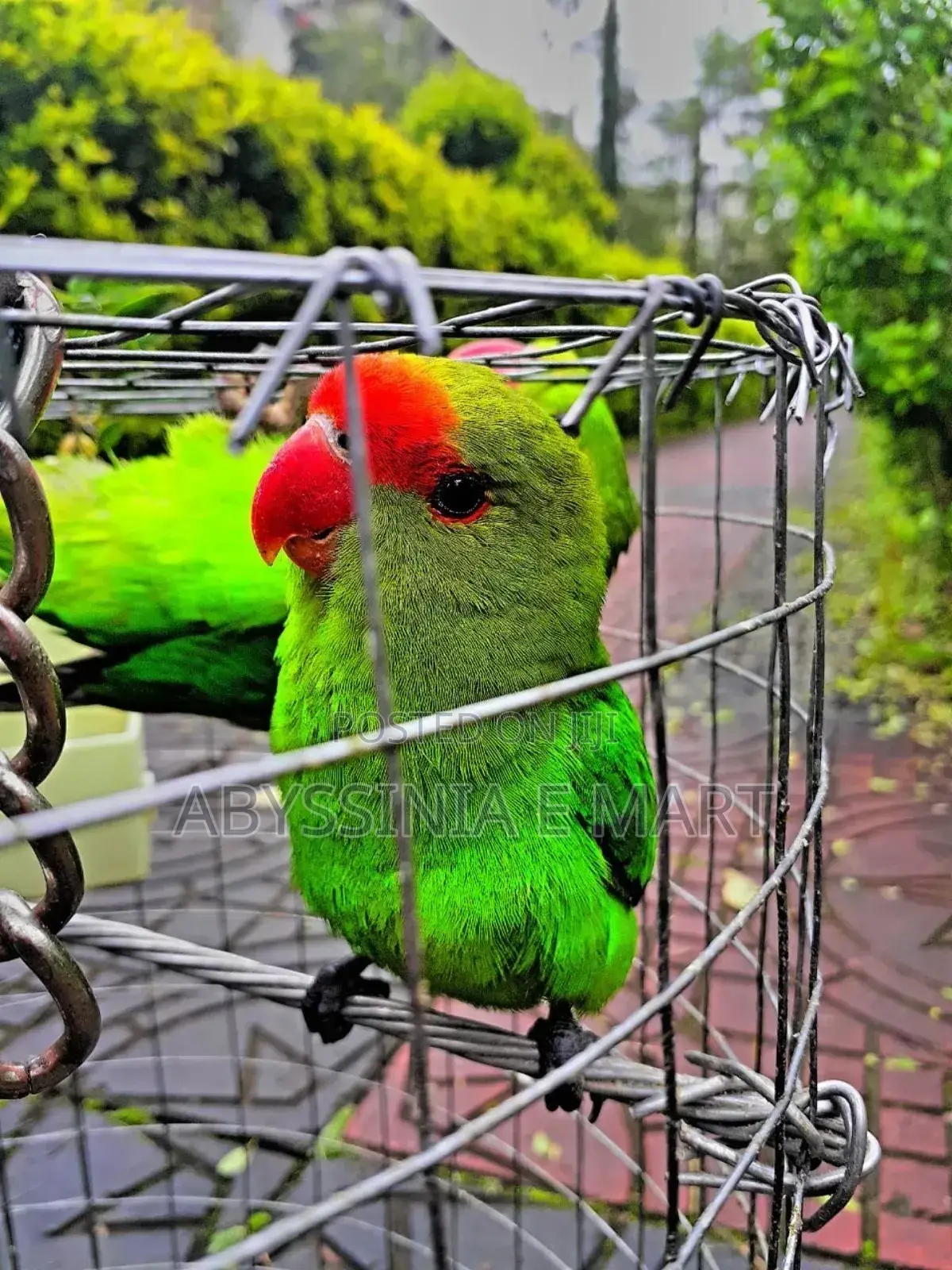 Abbysinian Parrots