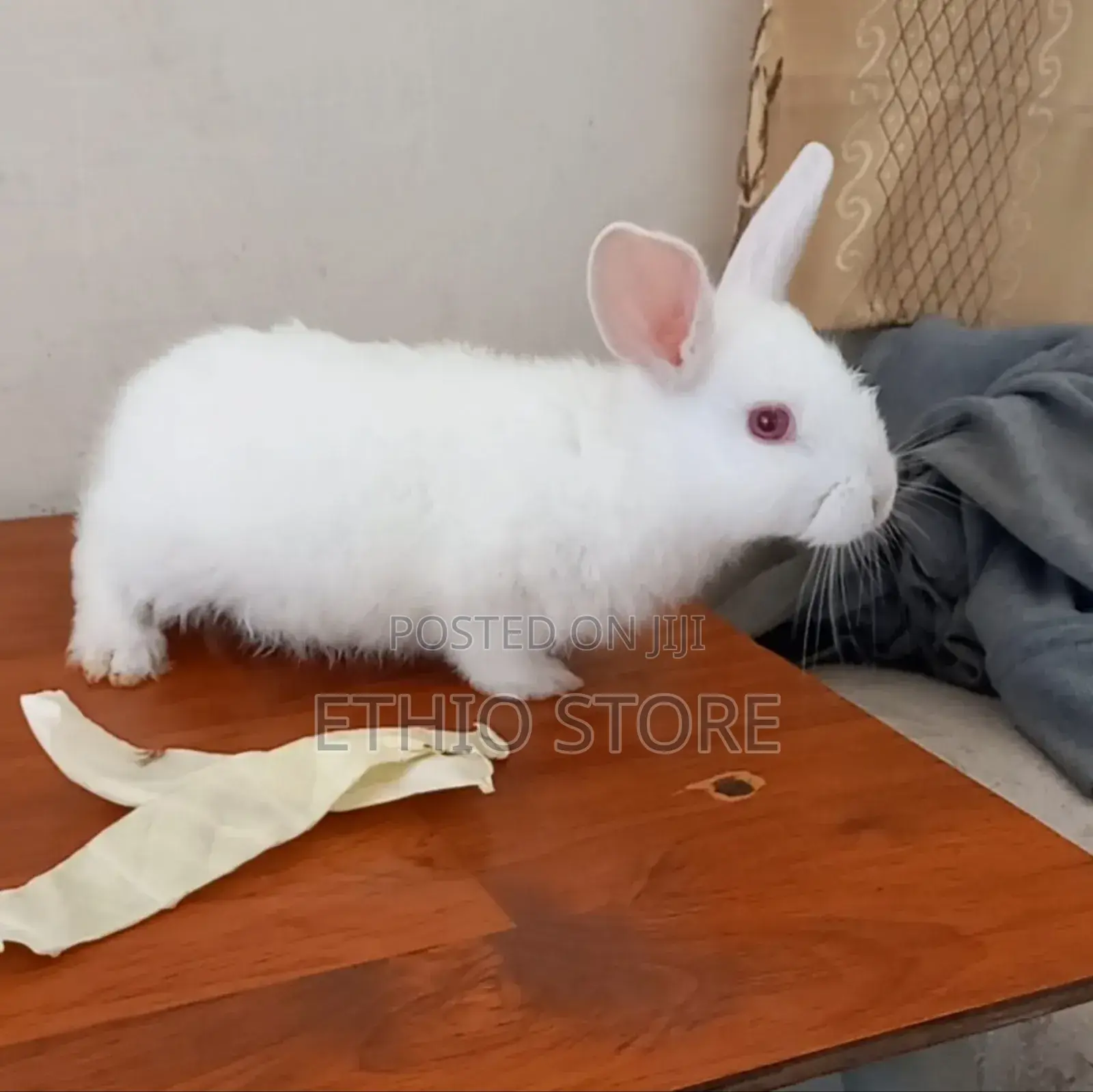 Cute Bunnies Male Female Call Us