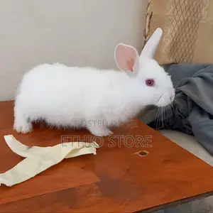 Cute Bunnies Male Female Call Us