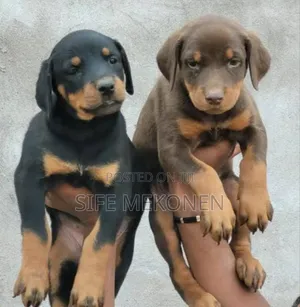 1-3 months Male Purebred Doberman Pinscher