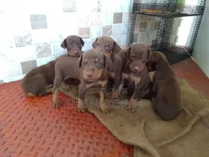 1-3 months Male Purebred Doberman Pinscher
