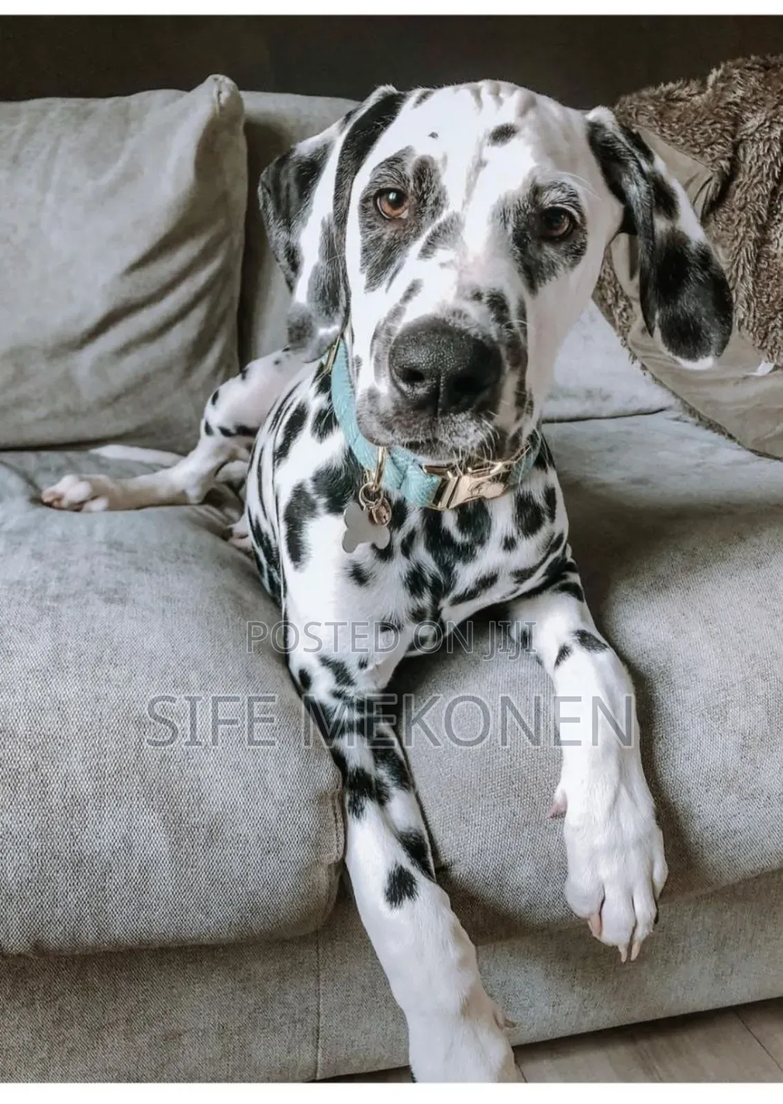 1-3 months Male Purebred Dalmatian