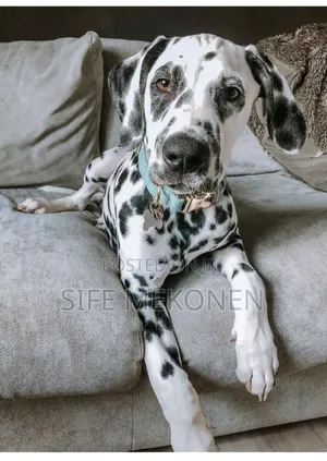 1-3 months Male Purebred Dalmatian