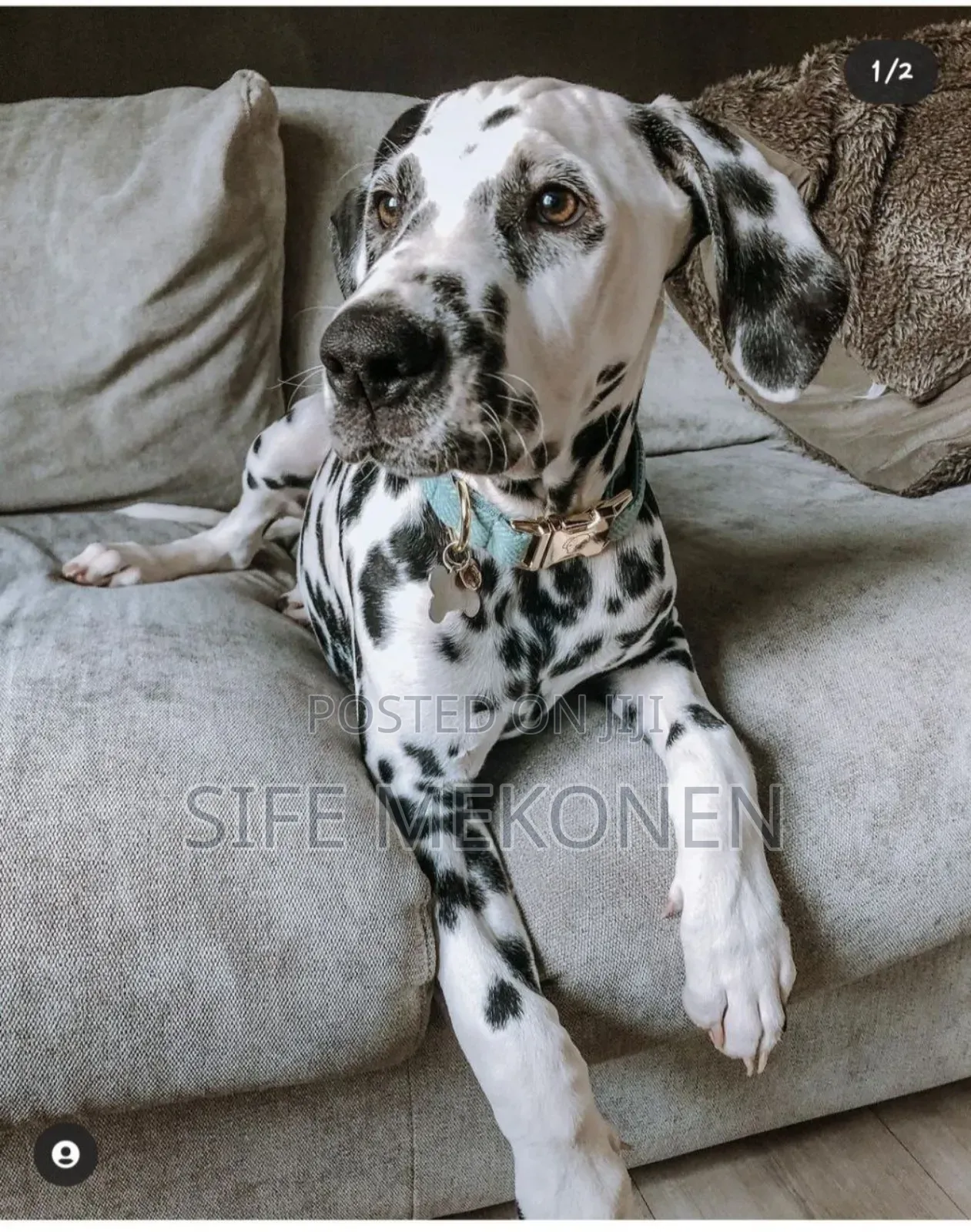 1-3 months Male Purebred Dalmatian
