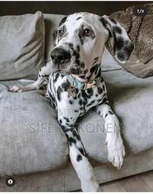 1-3 months Male Purebred Dalmatian