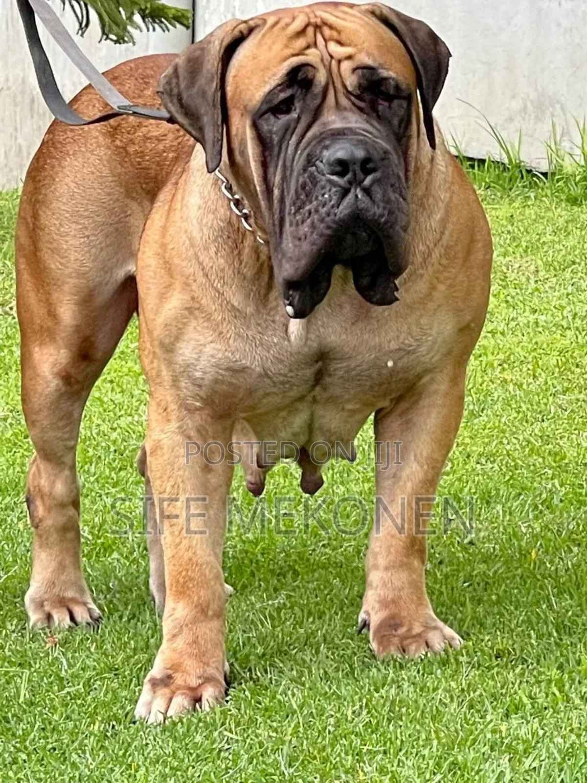1-3 months Male Purebred Boerboel