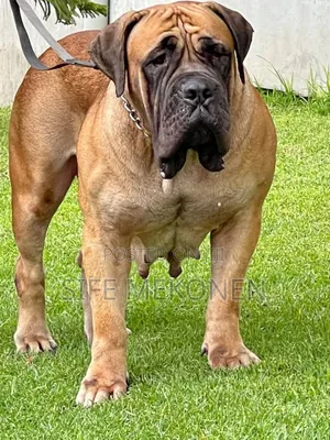1-3 months Male Purebred Boerboel