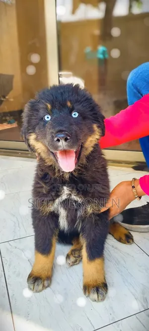 1-3 months Male Purebred Caucasian Shepherd