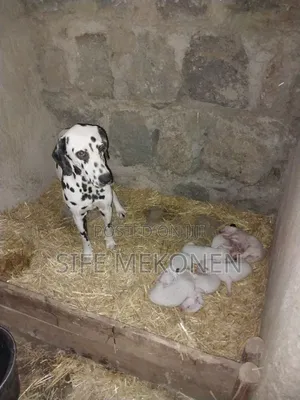 1-3 months Male Purebred Dalmatian